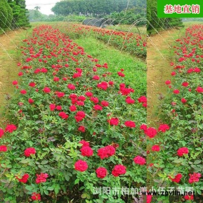 廠家批發(fā) 大花月季 20至30公分 市政園林 綠化苗木 質(zhì)量**