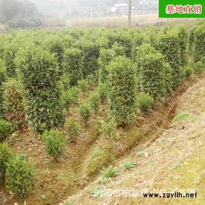 價格低 現(xiàn)貨 法國冬青柱苗 1至1.2米 綠化苗木 冬青柱 四季常青