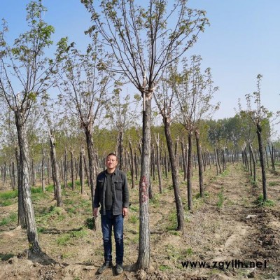 香花槐基地大量批發 江蘇香花槐格價 工程綠化苗木