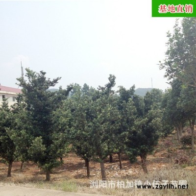 批發(fā)原生羅漢松 冠幅飽滿  造型盆景 小區(qū)公園綠化苗木基地直銷