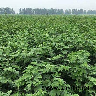 大量批發構樹苗 廠礦綠化苗木 構樹小苗綠化行道樹