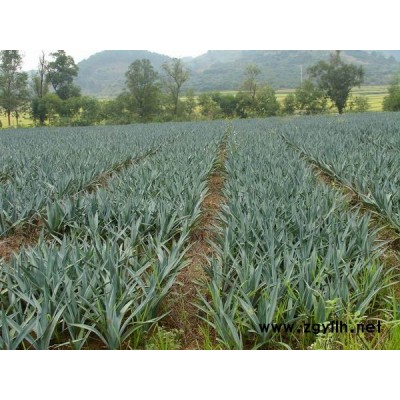 金山繡線菊價格、金山繡線菊產(chǎn)地、金山繡線菊綠化苗木苗圃基地