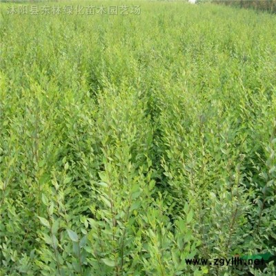 金葉女貞 紅葉小檗 衛(wèi)矛 木槿 迎春 繡線菊 榆葉梅