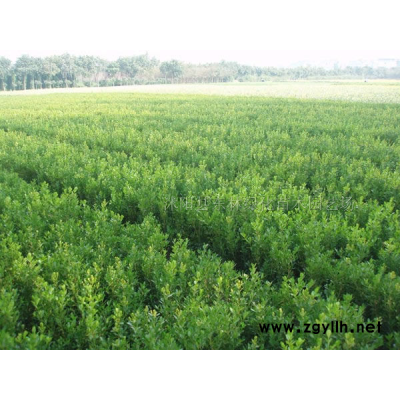 紅葉石楠.紅王子錦帶，火棘.海棠.海桐.龜甲冬青.紫穗槐
