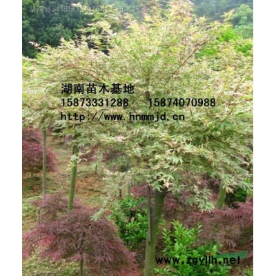 紫荊 紫荊圖片 紫荊價格