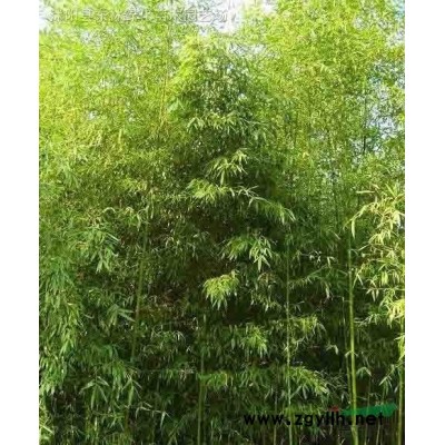 供應(yīng)八仙花價格、八仙花圖片、八仙花綠化苗木苗圃基地