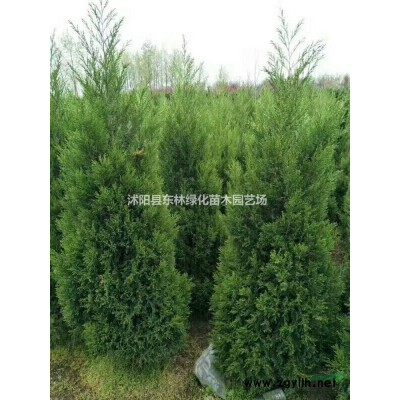 供應豐花月季、紅帽月季、龍柏、蜀檜、金邊黃楊、紅葉小檗