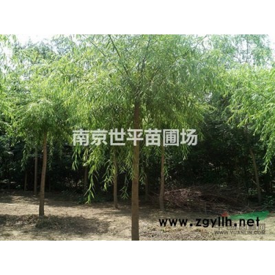 江蘇木槿介紹