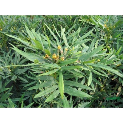 樸樹.意楊.馬褂木.欒樹.青桐.法桐.青楓.銀杏.紫荊.紫薇