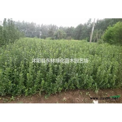 供應(yīng)紅葉石楠杯苗、海桐、紅花繼木、火棘、紅葉小檗、紅瑞木、黃楊、紅王子錦帶