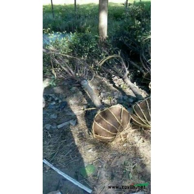 2019年花石榴價格走勢\花石榴價格\花石榴行情