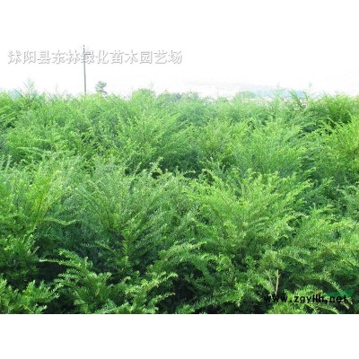金葉女貞 小檗 黃楊 水蠟 紅瑞木 衛矛 連翹 檜柏