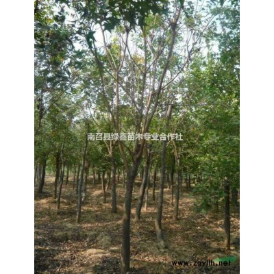 河南黃櫨，河南黃櫨基地，河南黃櫨價格，河南黃櫨供應商