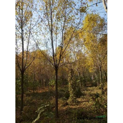 今年白蠟開(kāi)春價(jià)格怎么樣 采購(gòu)白蠟可以到山東  白蠟行情