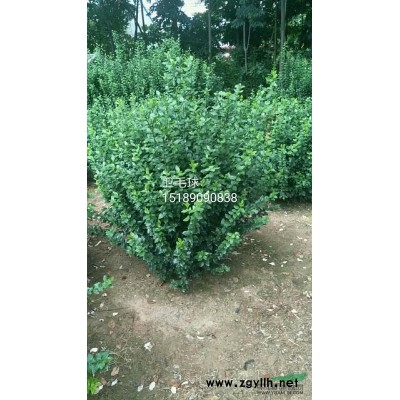 出售花石榴，果石榴