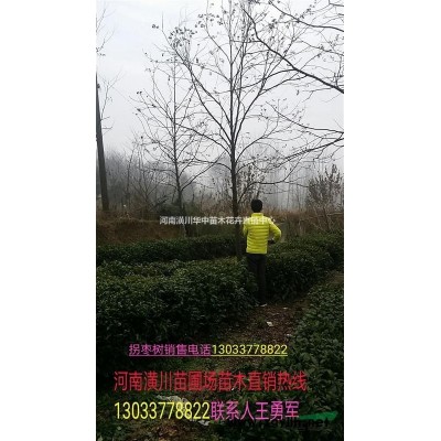低價供應紅瑞木、紅香木、紅桿木農戶銷售價格表