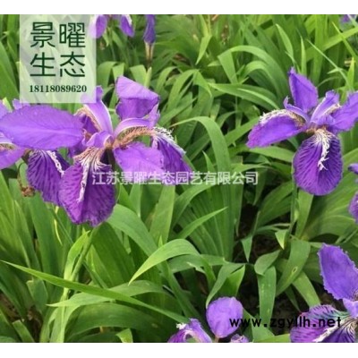 江蘇景曜生態產地/供應/麥冬草、沿階草/價格/圖片/基地直銷