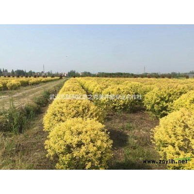 退地處理2-6公分樟樹(shù)