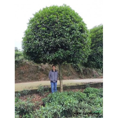雅安高桿桂花特征 雅安高桿桂花報價/供應(yīng)