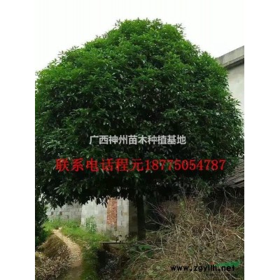 *優(yōu)質(zhì)桂花樹哪里*便宜