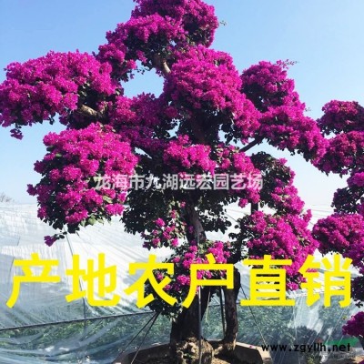 福建老人葵 千畝老人葵產(chǎn)地農(nóng)戶(hù)直接報(bào)價(jià) 物美價(jià)廉