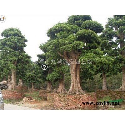 三角梅價格，三角梅樁報價，千畝三角梅基地直銷