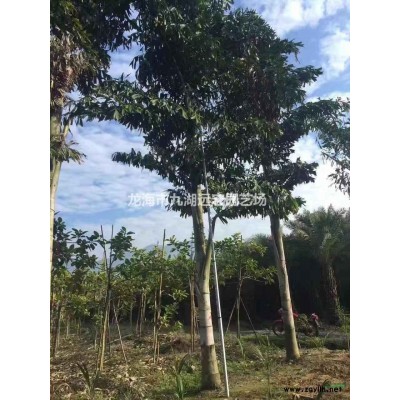 老人葵 大型老人葵基地農戶直接批發價 歡迎來電咨詢