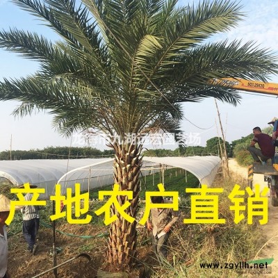 銀海棗 福建大型銀海棗基地農(nóng)戶(hù)直接批發(fā)價(jià) 物美價(jià)廉