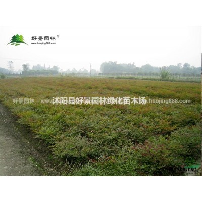 紅王子錦帶價(jià)格_紅王子錦帶產(chǎn)地_紅王子錦帶綠化苗木苗圃基地