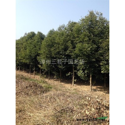 加拿利海棗/加拿利海棗報價