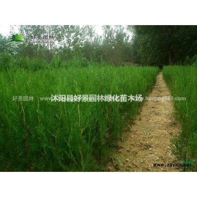 紅白玉蘭價(jià)格_紅白玉蘭產(chǎn)地_紅白玉蘭綠化苗木苗圃基地