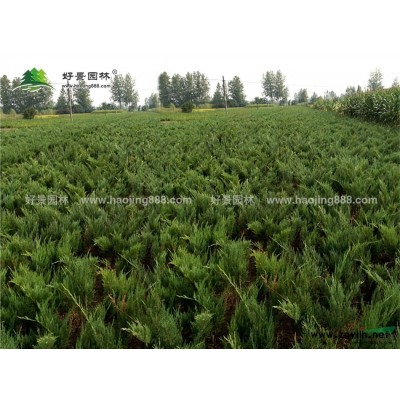黃連木價(jià)格_黃連木圖片_黃連木產(chǎn)地_黃連木綠化苗木苗圃基地