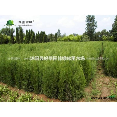 紅天竹價(jià)格_紅天竹圖片_紅天竹產(chǎn)地_紅天竹綠化苗木苗圃基地