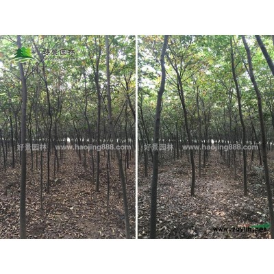 黃槐價(jià)格_黃槐圖片_黃槐產(chǎn)地_黃槐綠化苗木苗圃基地