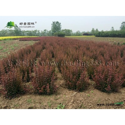 珍珠梅價(jià)格_珍珠梅圖片_珍珠梅產(chǎn)地_珍珠梅綠化苗木苗圃基地