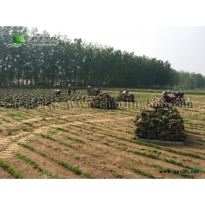 香花槐價格_香花槐圖片_香花槐產地_香花槐綠化苗木苗圃基地