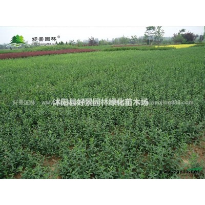 梧桐價格_梧桐圖片_梧桐產地_梧桐綠化苗木苗圃基地