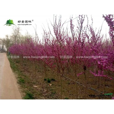 紫葉小波球價格_紫葉小波球產地_紫葉小波球綠化苗木苗圃基地