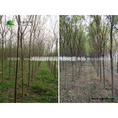 月月桂價格_月月桂圖片_月月桂產地_月月桂綠化苗木苗圃基地