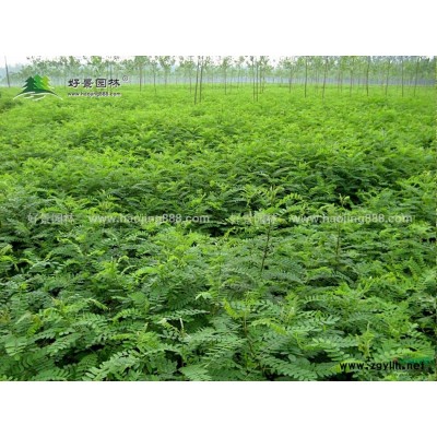 玉簪價格_玉簪圖片_玉簪產地_玉簪綠化苗木苗圃基地