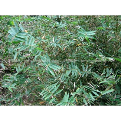 直生龍柏價格_直生龍柏產地_直生龍柏綠化苗木苗圃基地