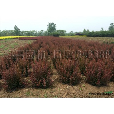 蔥蘭草價格_蔥蘭草圖片_蔥蘭草產地_蔥蘭草綠化苗木苗圃基地