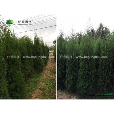紫葉李價(jià)格_紫葉李圖片_紫葉李產(chǎn)地_紫葉李綠化苗木苗圃基地
