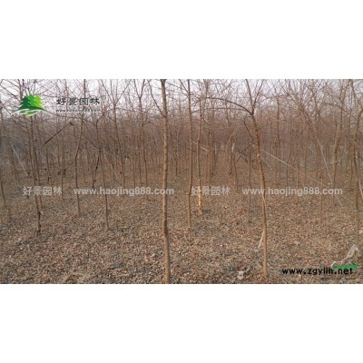 辛夷價格_辛夷圖片_辛夷產地_辛夷綠化苗木苗圃基地