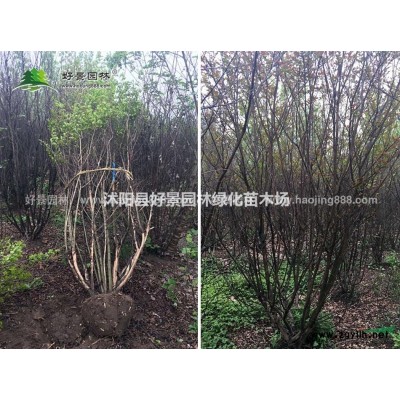 紫葉小檗價(jià)格_紫葉小檗產(chǎn)地_紫葉小檗綠化苗木苗圃基地