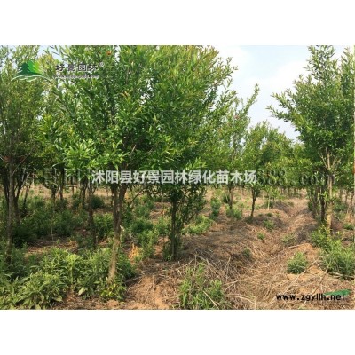 迎春價格_迎春圖片_迎春產地_迎春綠化苗木苗圃基地