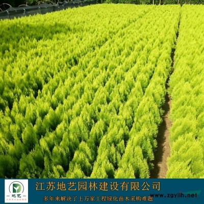 基地直銷大葉黃楊小苗 大葉黃楊球照片 江蘇冬青球產地