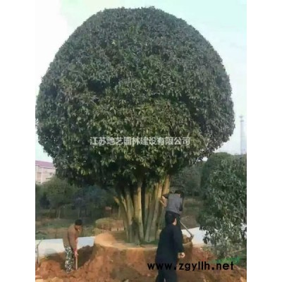 地藝苗圃大量供應地柏 地柏價格基地 地柏小苗圖片