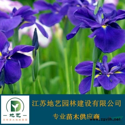 供應構樹苗 江蘇構樹苗產地 江蘇地藝園林苗圃基地