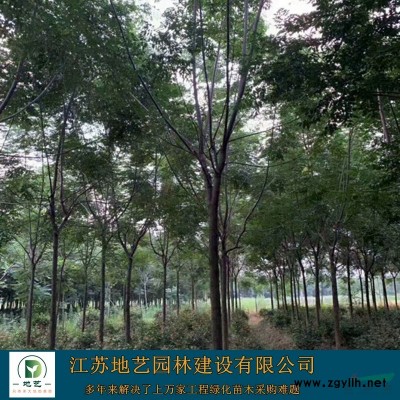 地藝苗圃大量供應構樹苗價格 構樹苗基地 構樹苗圖片